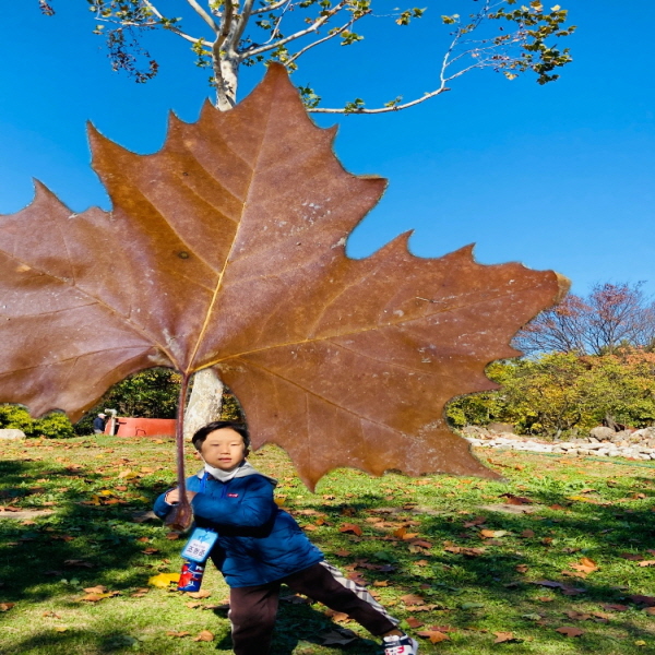 2024년 11월 상록수어린이집 수목원 산책